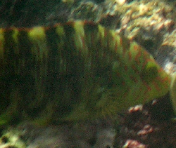 Cheilinus trilobatus 00326.JPG